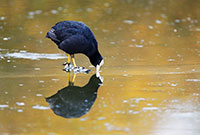 Coot in Ireland by Polina Clarke