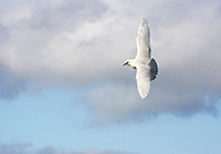 Ivory Gull in Ireland by Polina Clarke