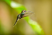 Hummingbird in Ecuador by Polina Clarke