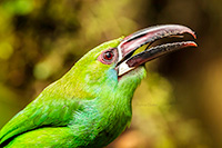 Toucan in Ecuador by Polina Clarke