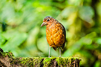 Giant Bird Antpitta in Ecuador by Polina Clarke