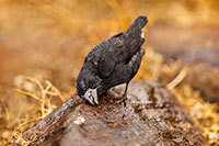 Galapagos Darwin Finch by Polina Clarke