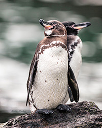 Galapagos Penguin by Polina Clarke