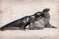 Galapagos Sea Lion by Polina Clarke