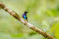Hummingbird, Ecuador by Polina Clarke